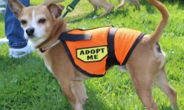 Pet Adoption