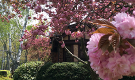 Trees blooming