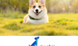 Photo of dog sitting on grassy field with the AKC Museum of the Dog logo underneath
